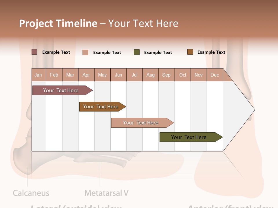 Healthy Anatomical Articular PowerPoint Template