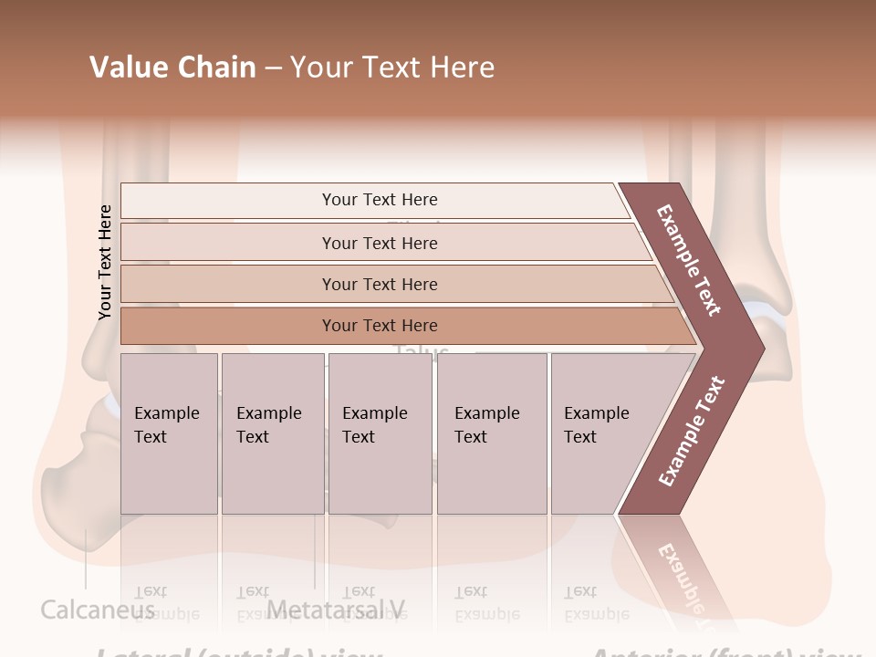 Healthy Anatomical Articular PowerPoint Template