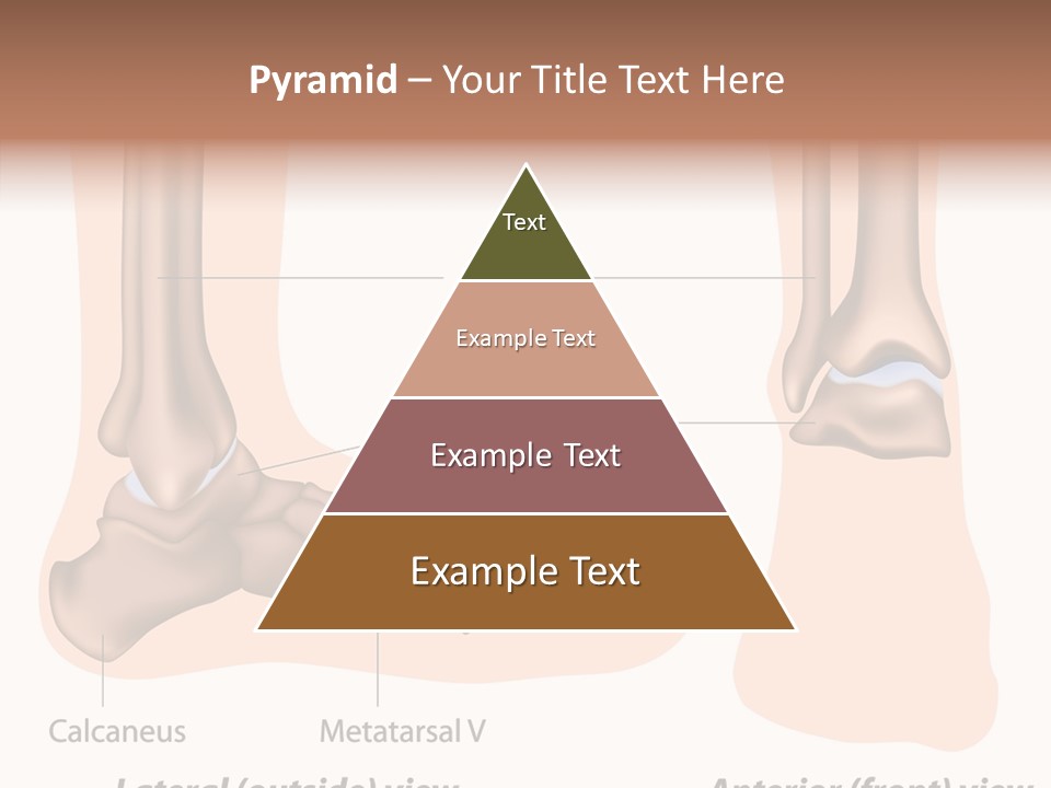 Healthy Anatomical Articular PowerPoint Template
