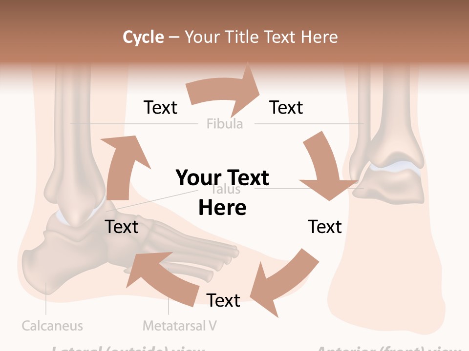 Healthy Anatomical Articular PowerPoint Template