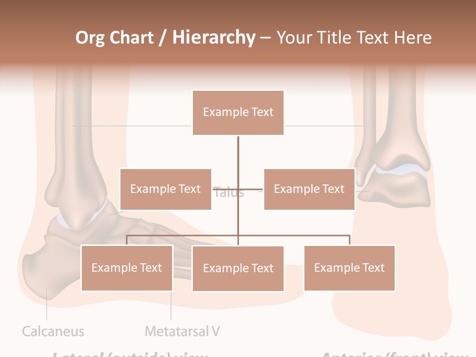 Healthy Anatomical Articular PowerPoint Template
