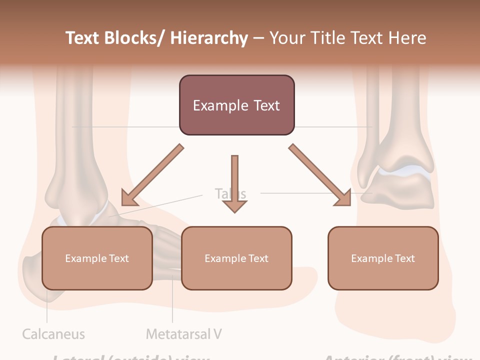 Healthy Anatomical Articular PowerPoint Template