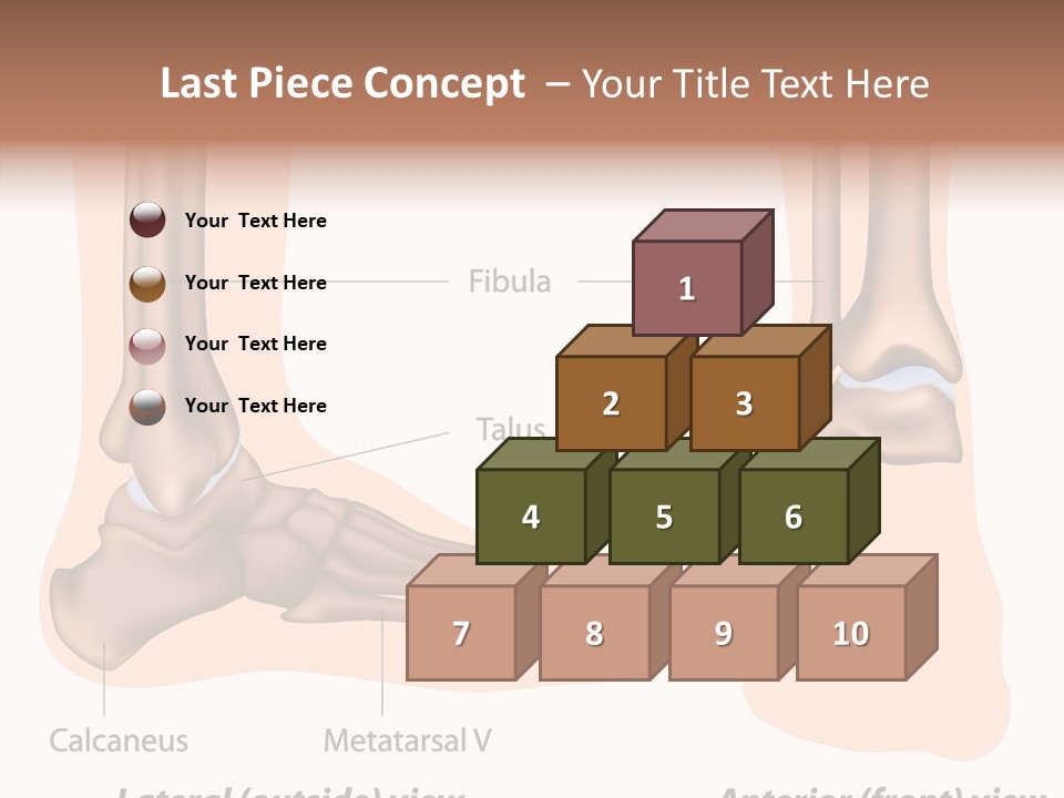 Healthy Anatomical Articular PowerPoint Template