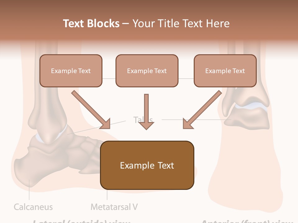 Healthy Anatomical Articular PowerPoint Template