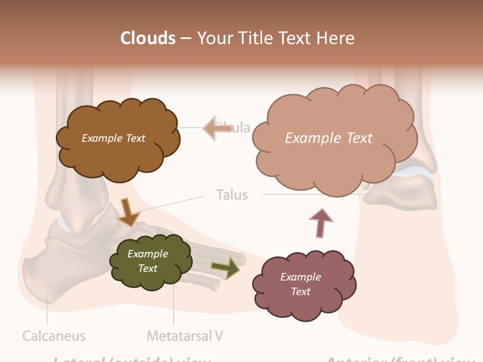 Healthy Anatomical Articular PowerPoint Template