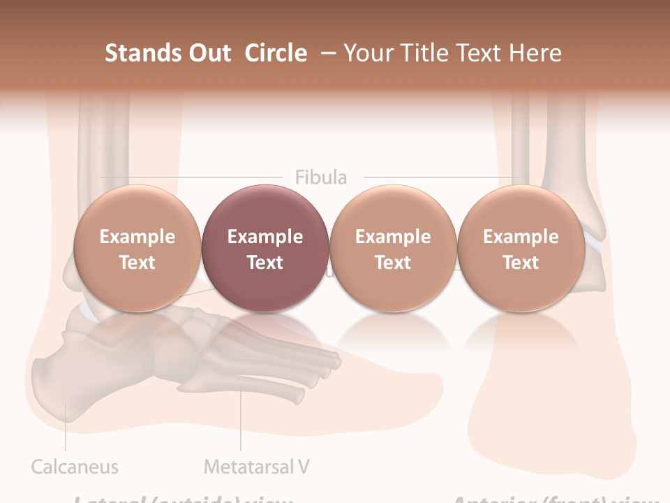 Healthy Anatomical Articular PowerPoint Template