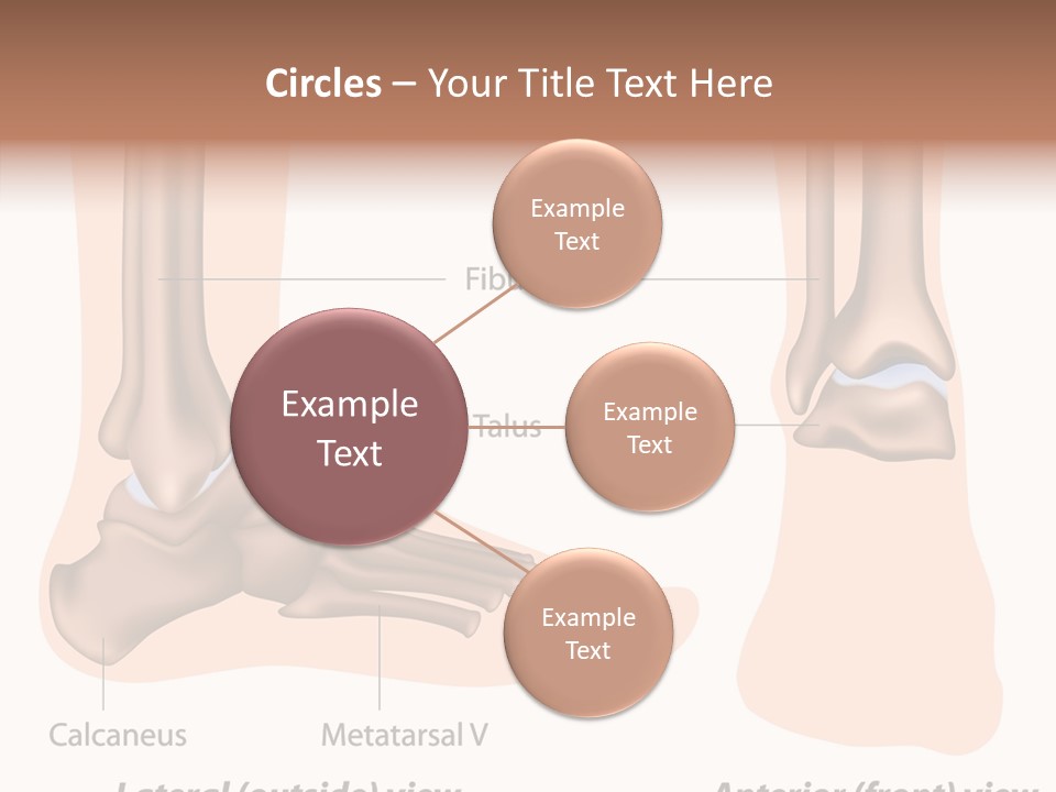 Healthy Anatomical Articular PowerPoint Template