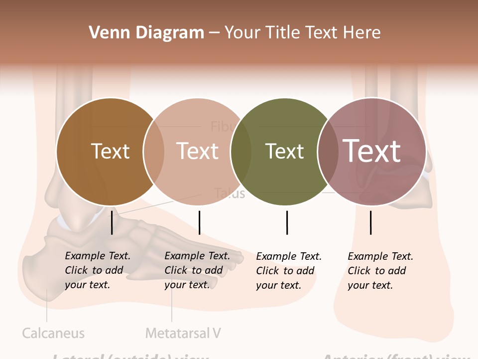 Healthy Anatomical Articular PowerPoint Template