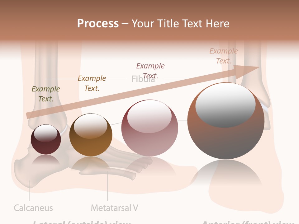 Healthy Anatomical Articular PowerPoint Template