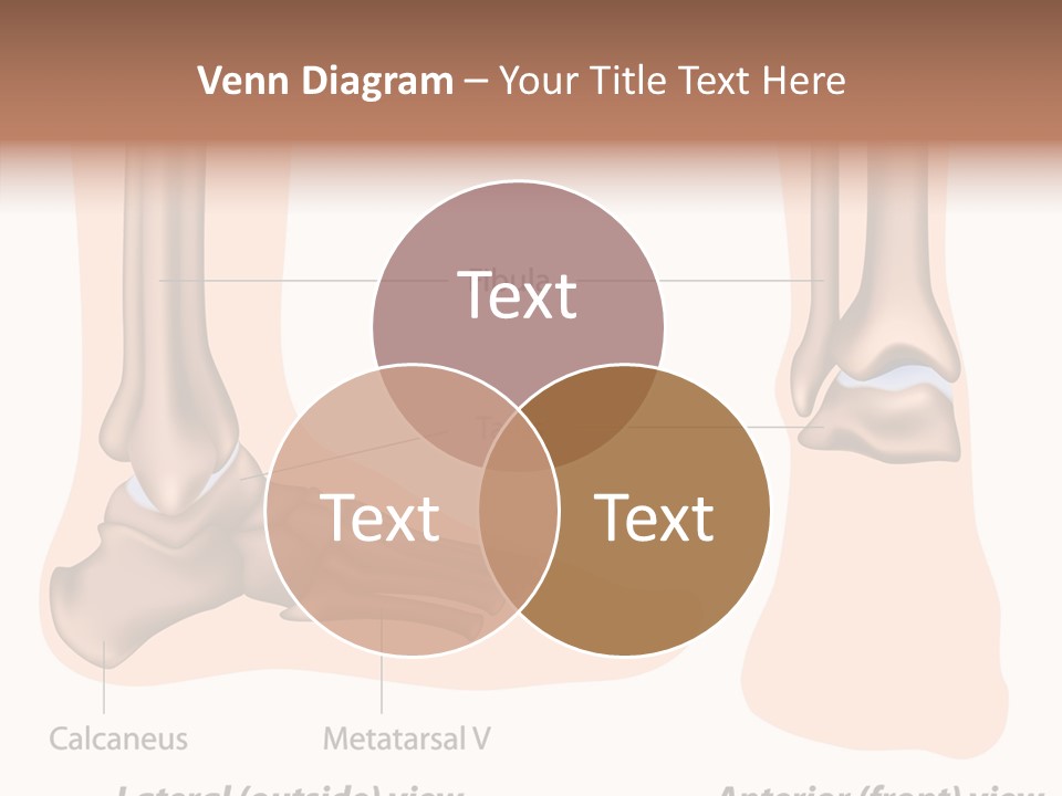 Healthy Anatomical Articular PowerPoint Template