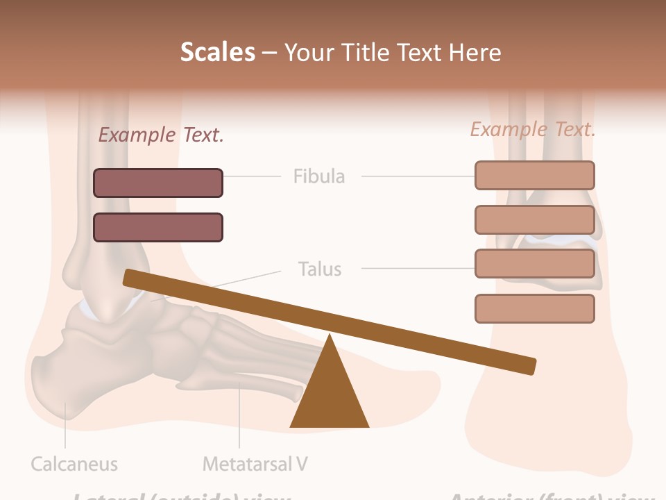 Healthy Anatomical Articular PowerPoint Template