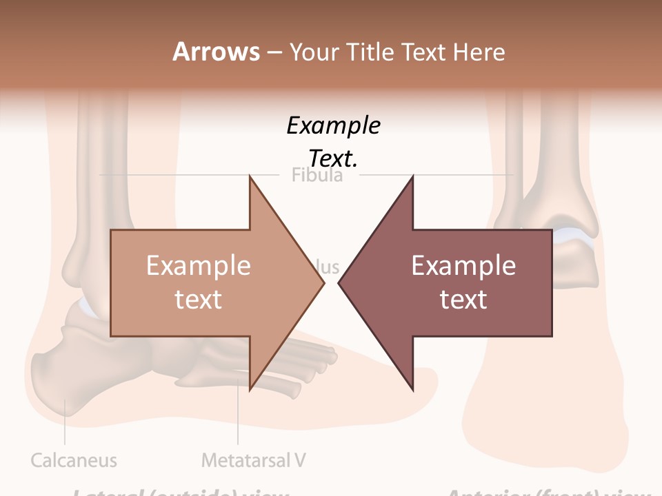 Healthy Anatomical Articular PowerPoint Template