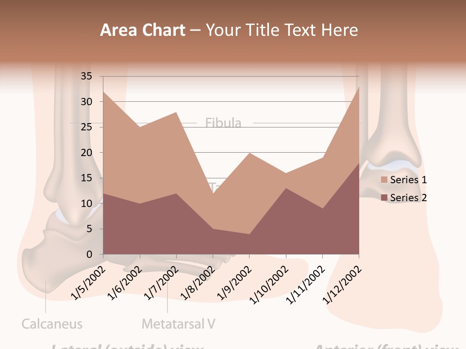 Healthy Anatomical Articular PowerPoint Template