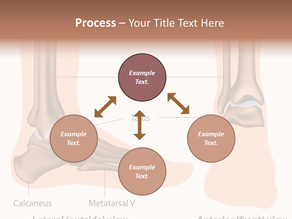 Healthy Anatomical Articular PowerPoint Template