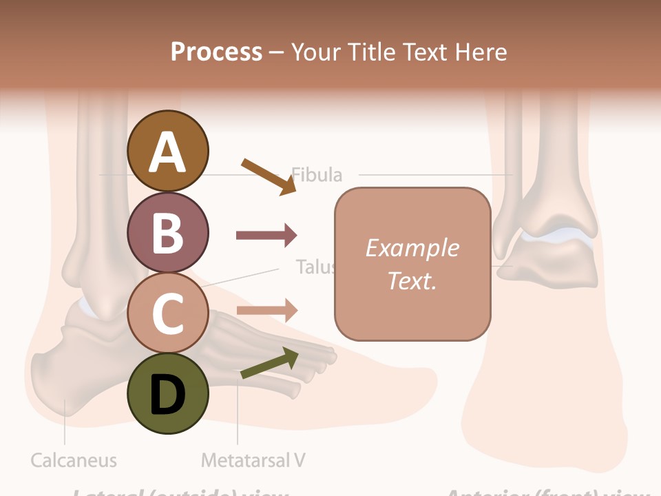 Healthy Anatomical Articular PowerPoint Template