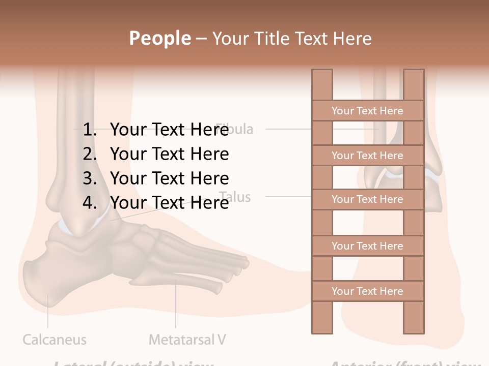 Healthy Anatomical Articular PowerPoint Template