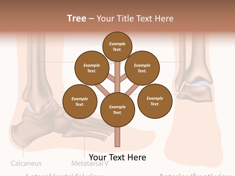 Healthy Anatomical Articular PowerPoint Template