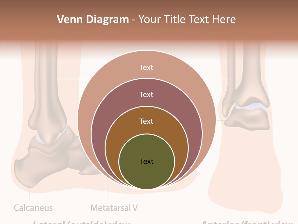 Healthy Anatomical Articular PowerPoint Template