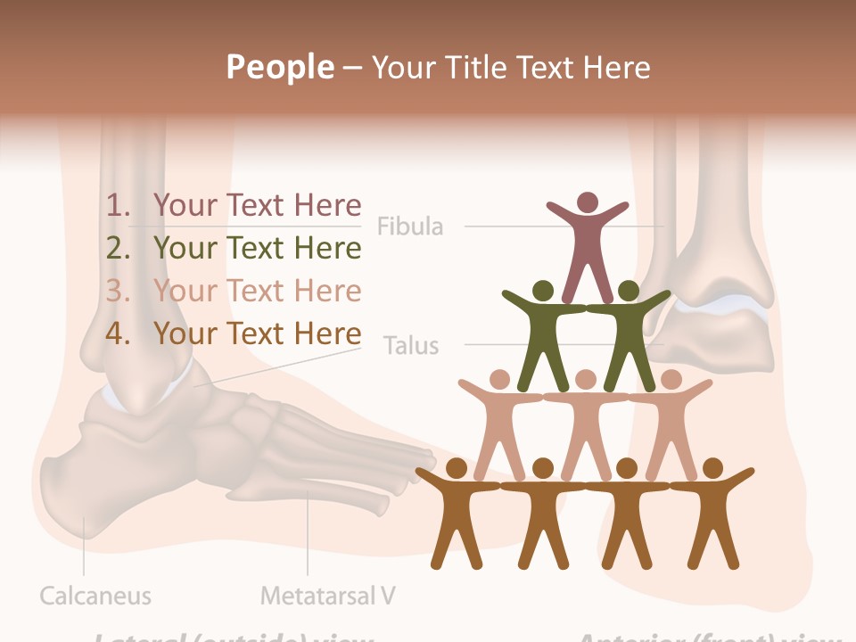 Healthy Anatomical Articular PowerPoint Template