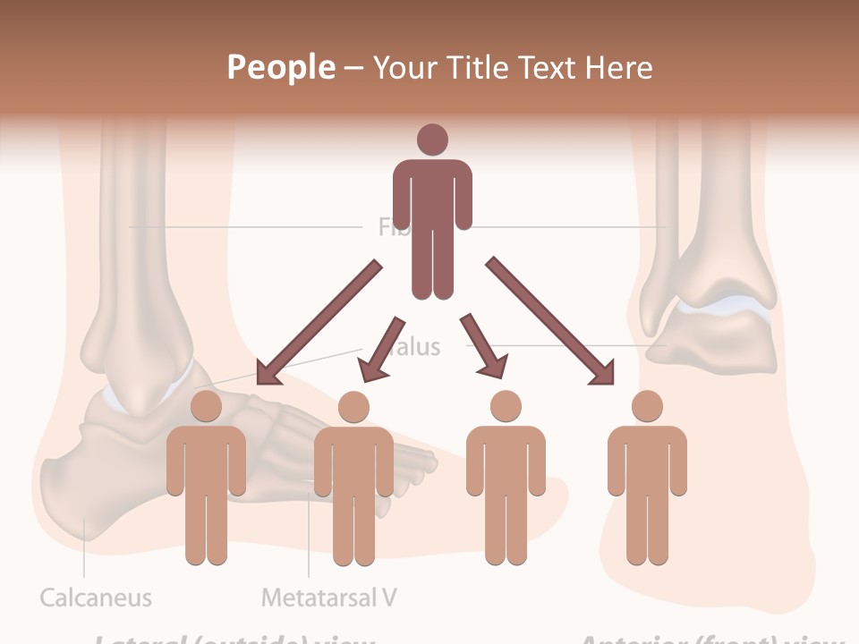 Healthy Anatomical Articular PowerPoint Template