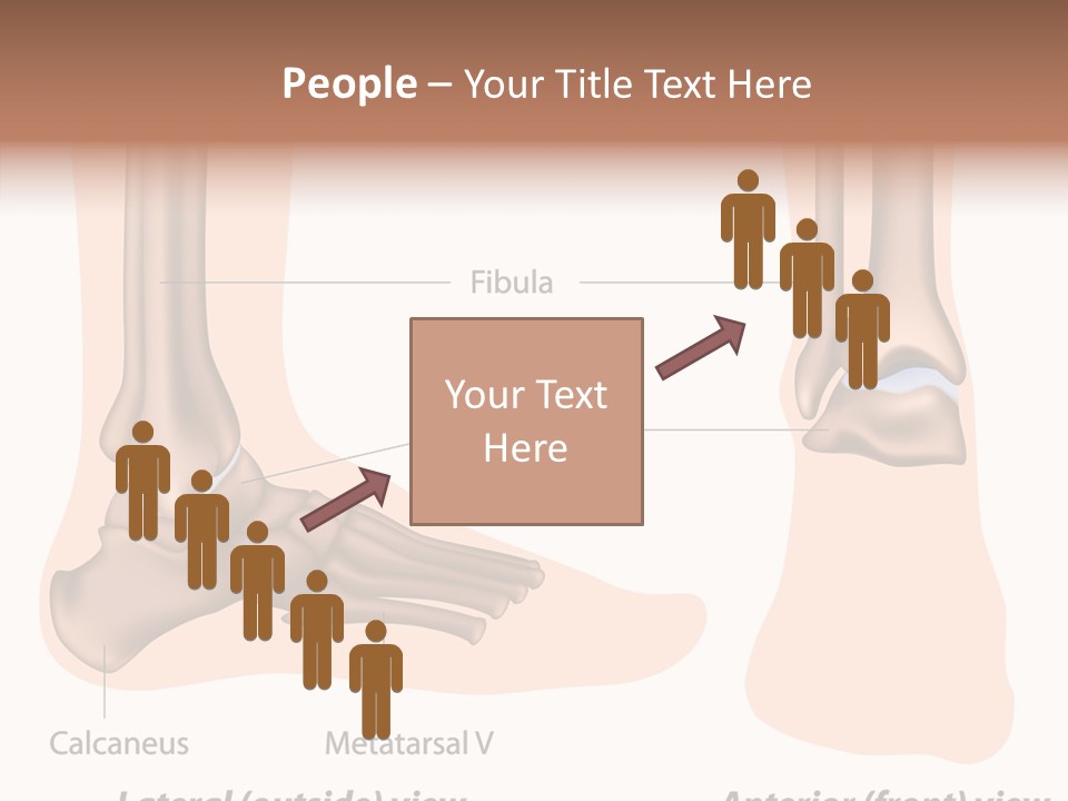 Healthy Anatomical Articular PowerPoint Template