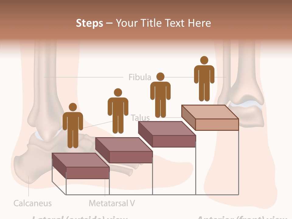 Healthy Anatomical Articular PowerPoint Template