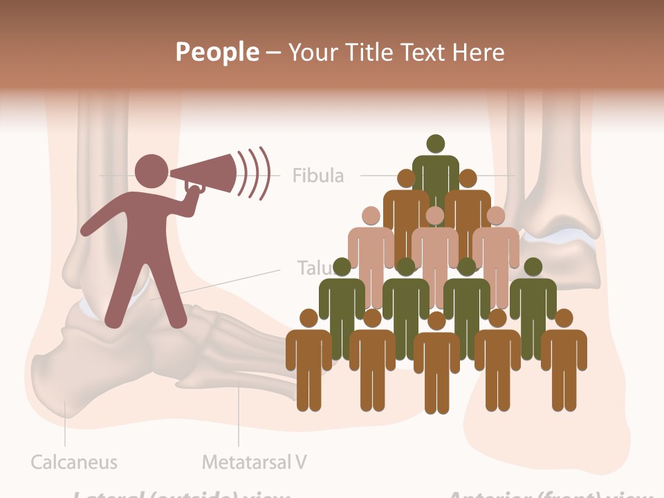 Healthy Anatomical Articular PowerPoint Template