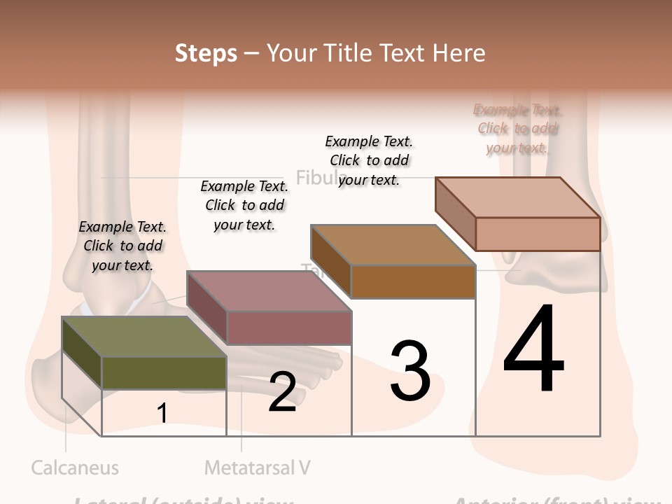 Healthy Anatomical Articular PowerPoint Template
