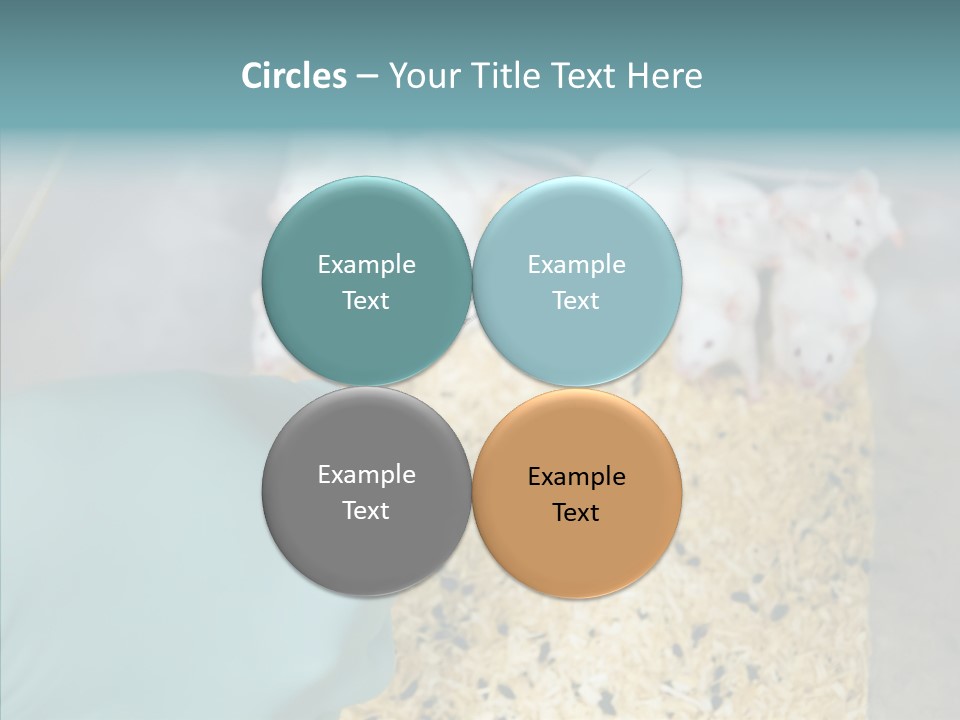 A Person In A Blue Glove Is Holding A Syil PowerPoint Template