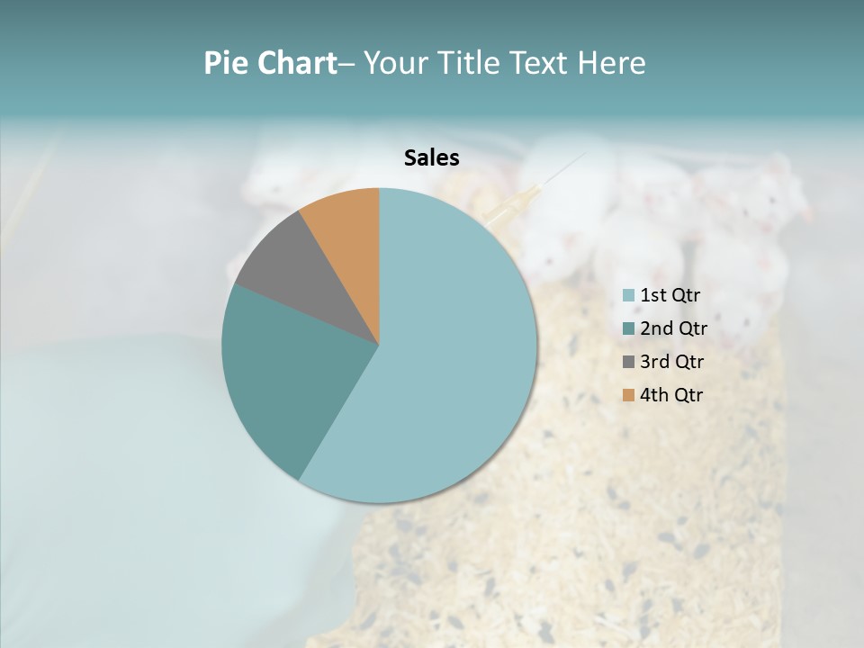 A Person In A Blue Glove Is Holding A Syil PowerPoint Template