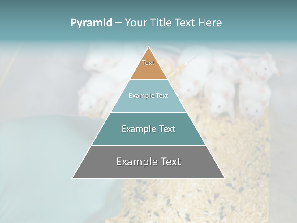 A Person In A Blue Glove Is Holding A Syil PowerPoint Template