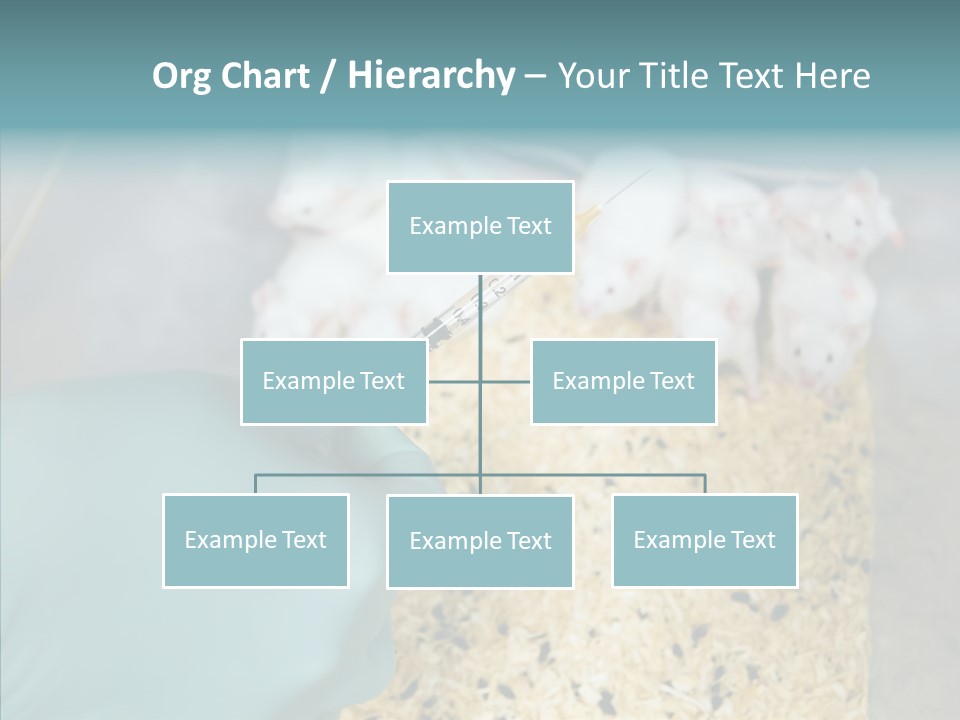 A Person In A Blue Glove Is Holding A Syil PowerPoint Template
