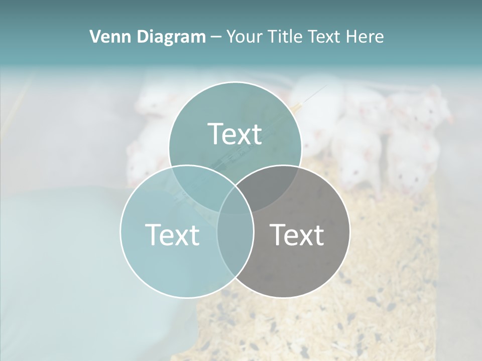 A Person In A Blue Glove Is Holding A Syil PowerPoint Template