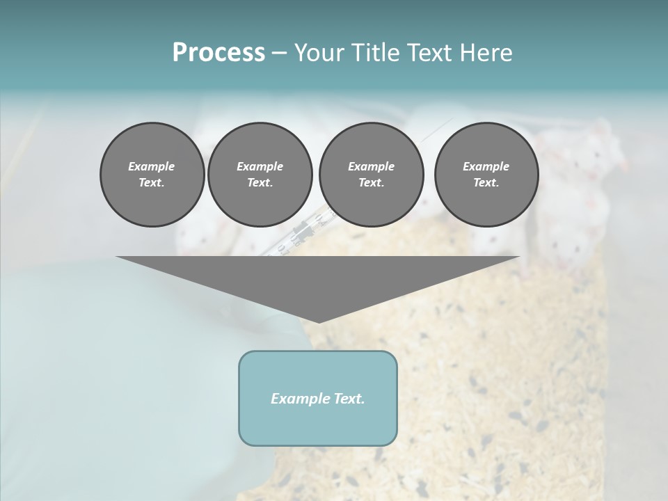 A Person In A Blue Glove Is Holding A Syil PowerPoint Template