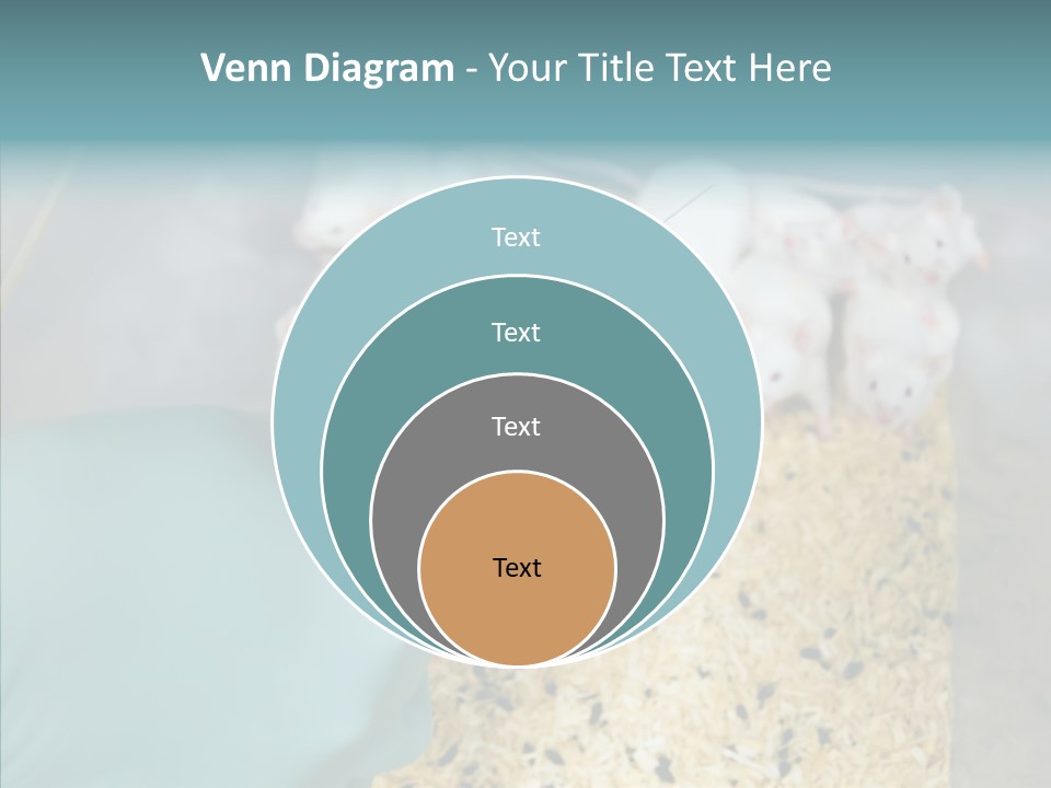 A Person In A Blue Glove Is Holding A Syil PowerPoint Template