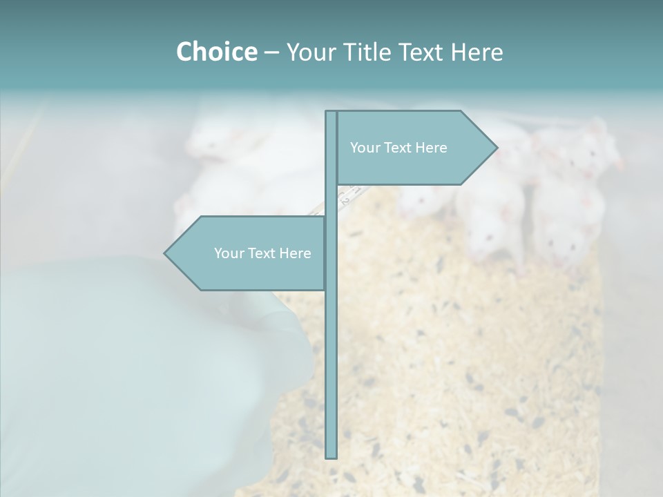 A Person In A Blue Glove Is Holding A Syil PowerPoint Template