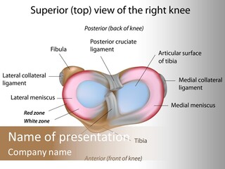 Bone Orthopedic Movement PowerPoint Template