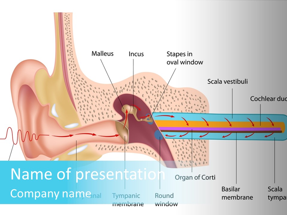 Illustration Scala Vestibuli Hearing PowerPoint Template