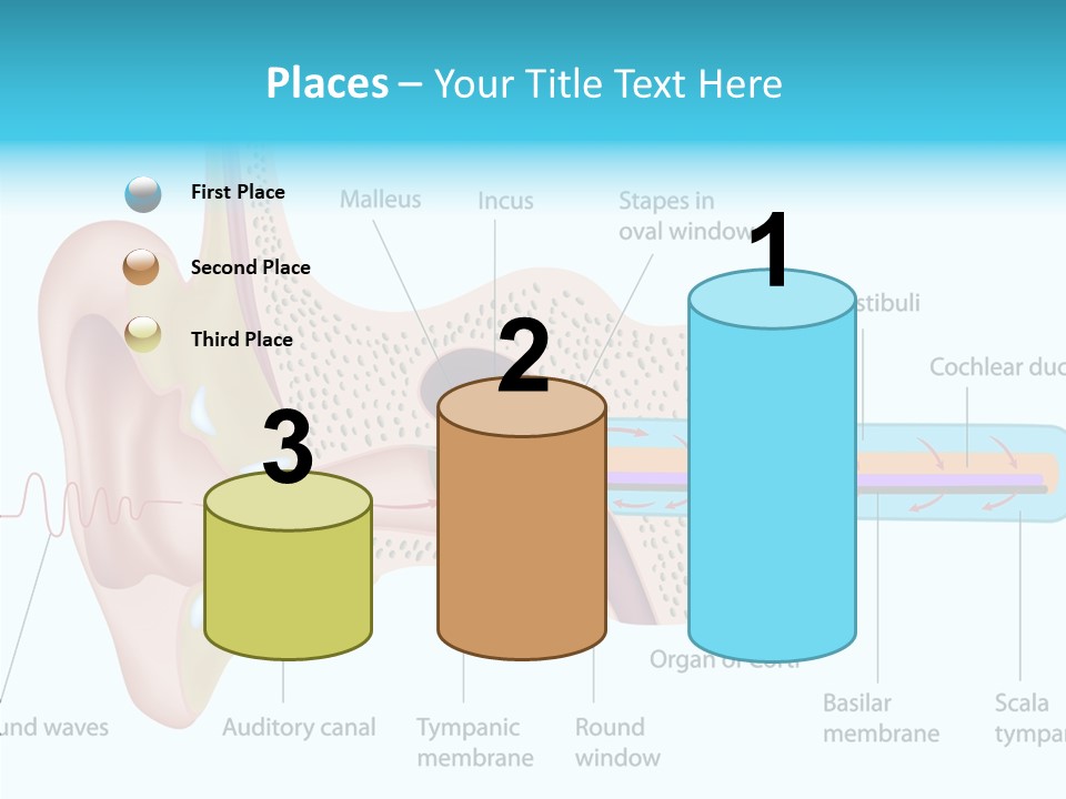 Illustration Scala Vestibuli Hearing PowerPoint Template