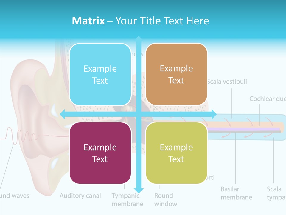 Illustration Scala Vestibuli Hearing PowerPoint Template