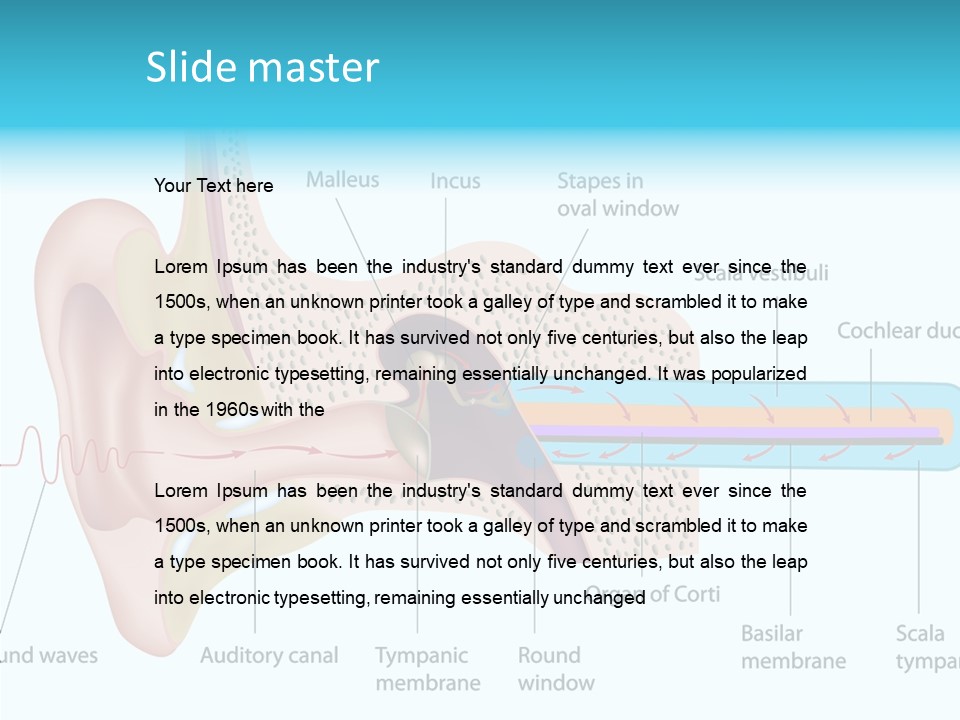 Illustration Scala Vestibuli Hearing PowerPoint Template