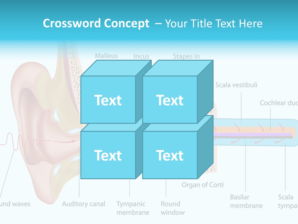 Illustration Scala Vestibuli Hearing PowerPoint Template