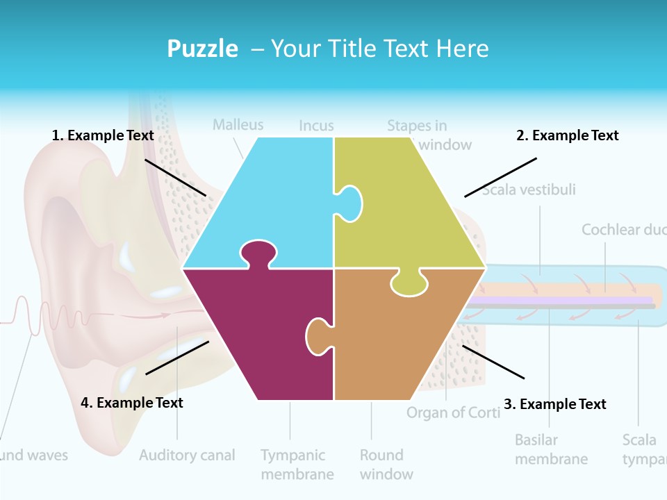 Illustration Scala Vestibuli Hearing PowerPoint Template