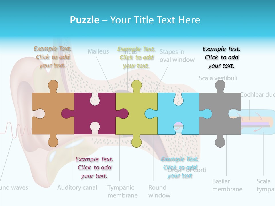 Illustration Scala Vestibuli Hearing PowerPoint Template