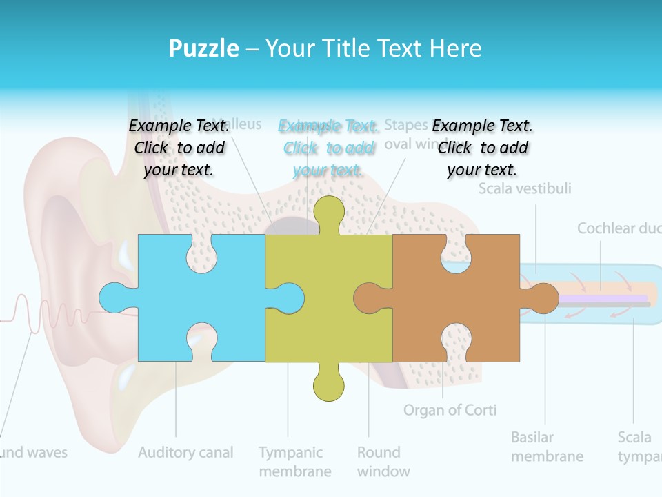 Illustration Scala Vestibuli Hearing PowerPoint Template