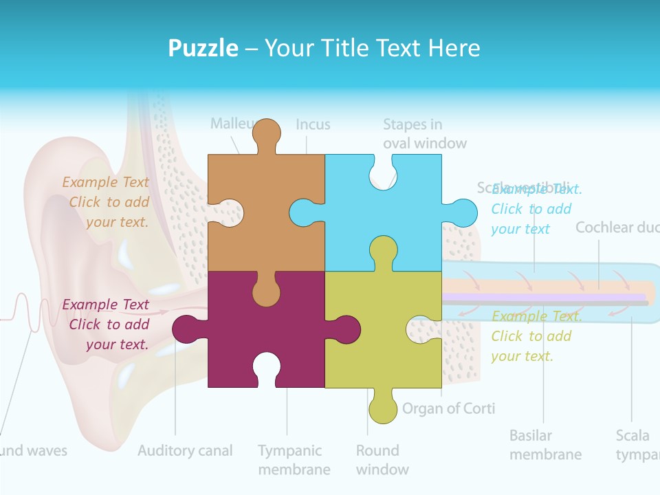 Illustration Scala Vestibuli Hearing PowerPoint Template
