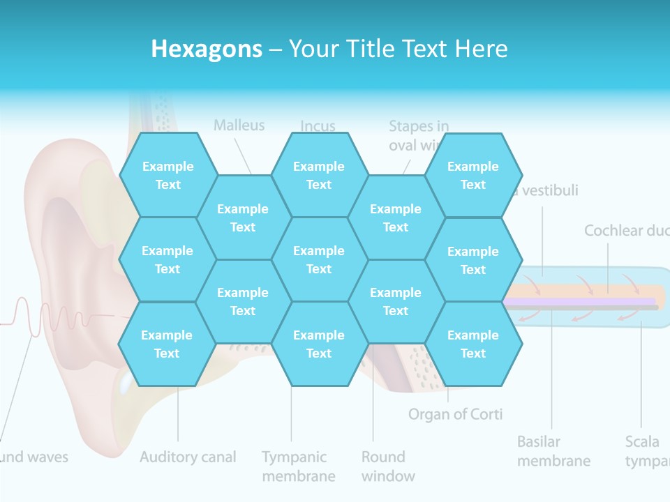 Illustration Scala Vestibuli Hearing PowerPoint Template