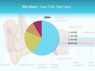 Illustration Scala Vestibuli Hearing PowerPoint Template