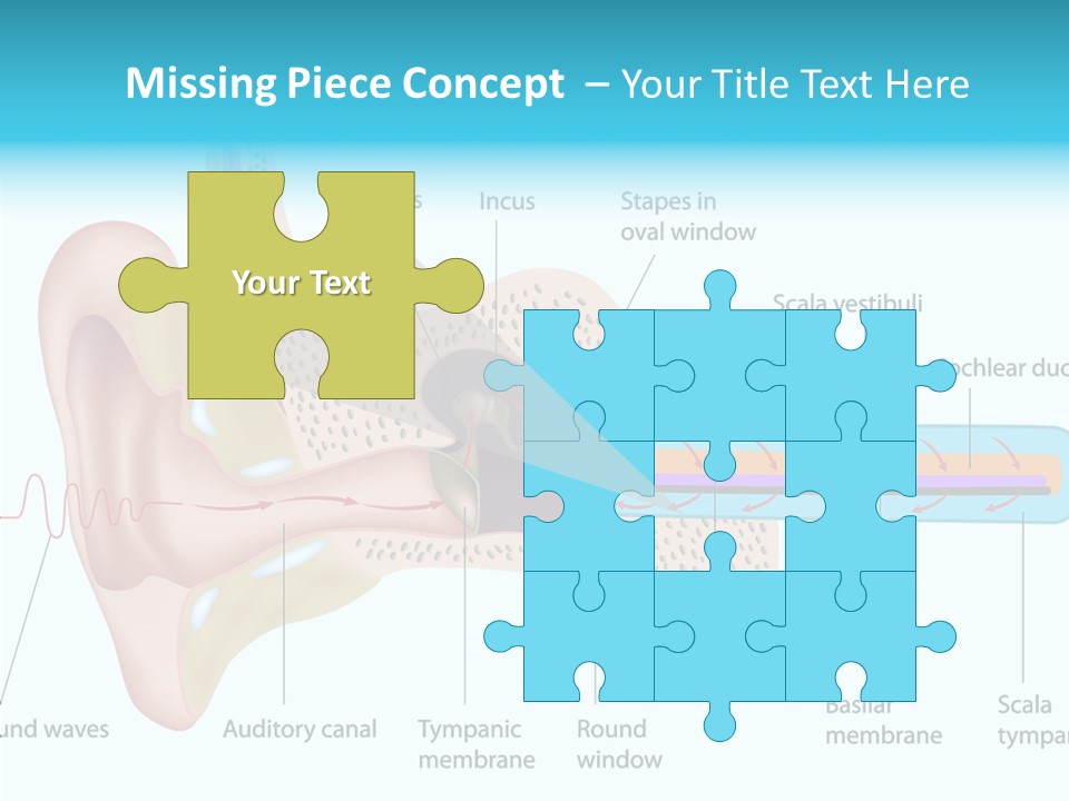Illustration Scala Vestibuli Hearing PowerPoint Template