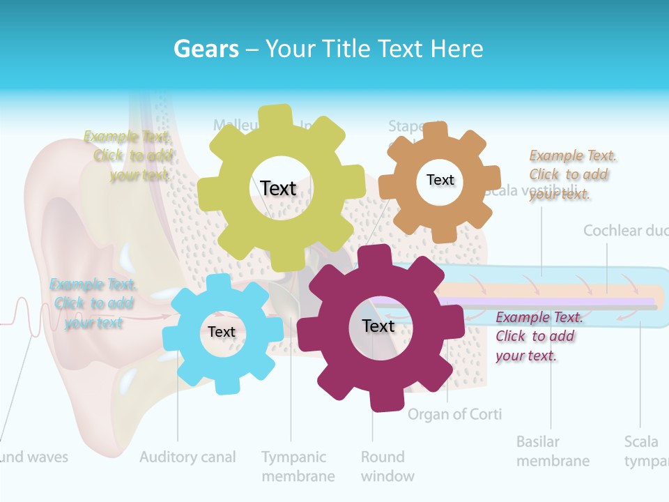 Illustration Scala Vestibuli Hearing PowerPoint Template